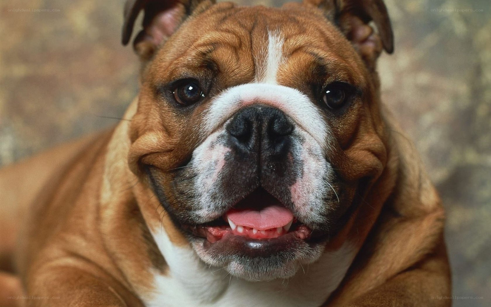close-up of a bulldog