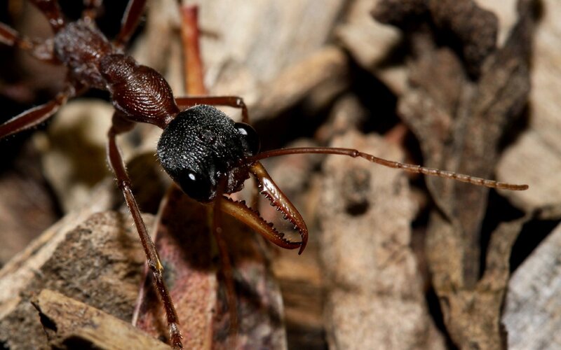 close-up of a bullet ant