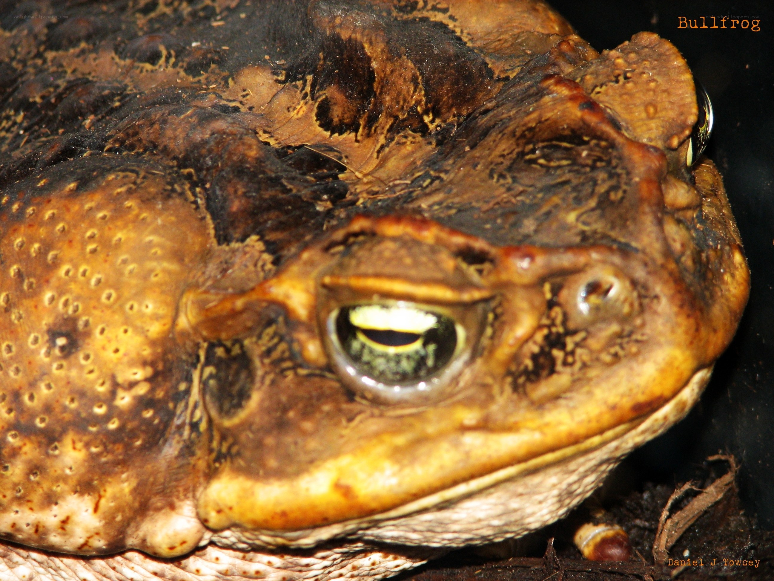Close-up of a bullfrog