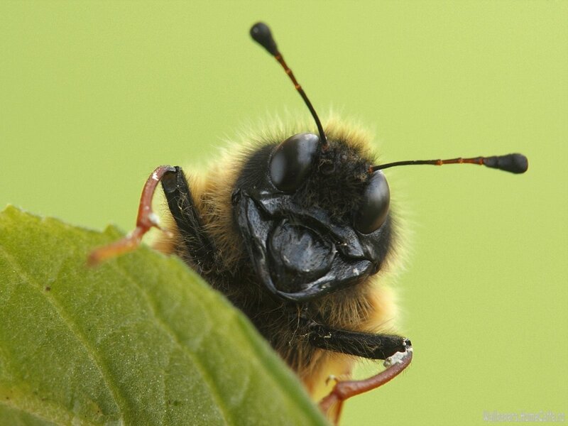 close-up of a bumblebee