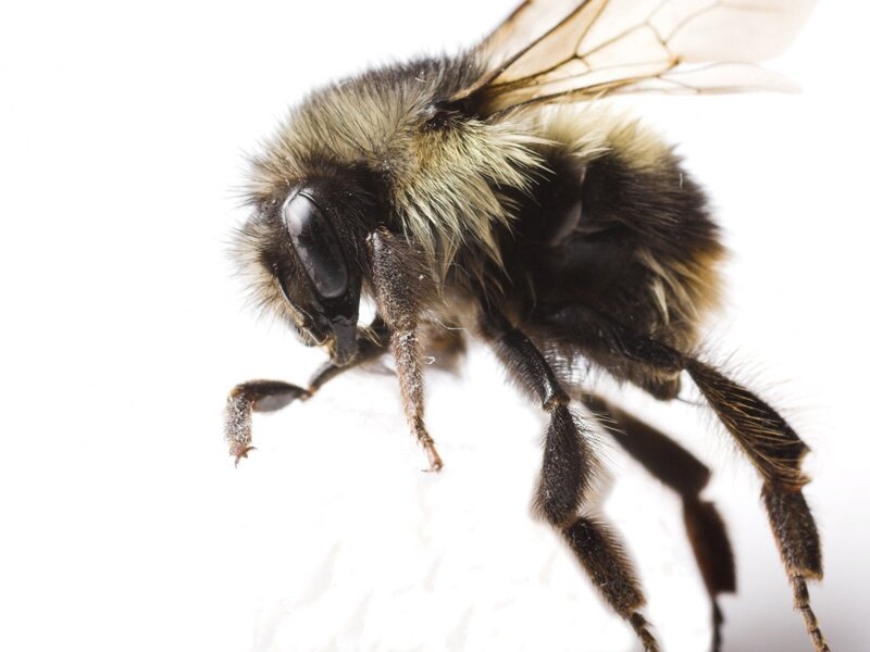 Close-up of a Bumblebee — Black