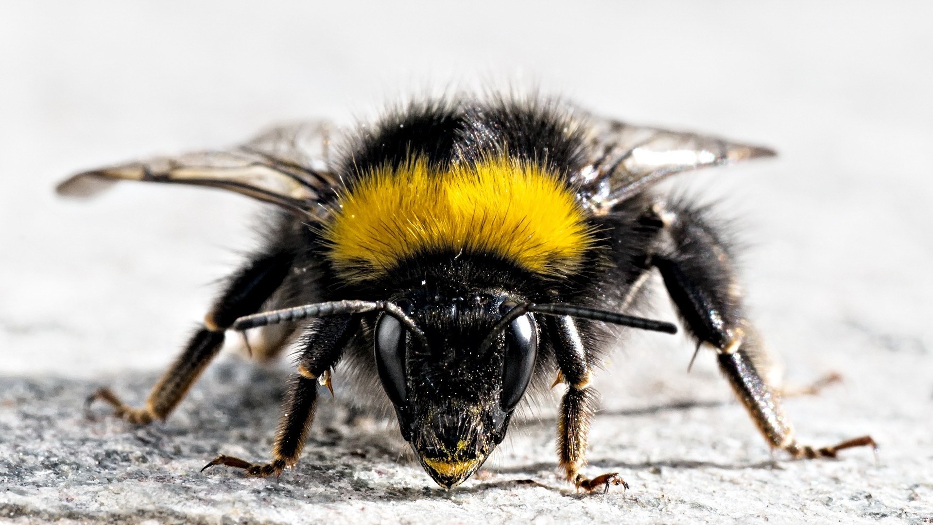 close-up of a bumblebee
