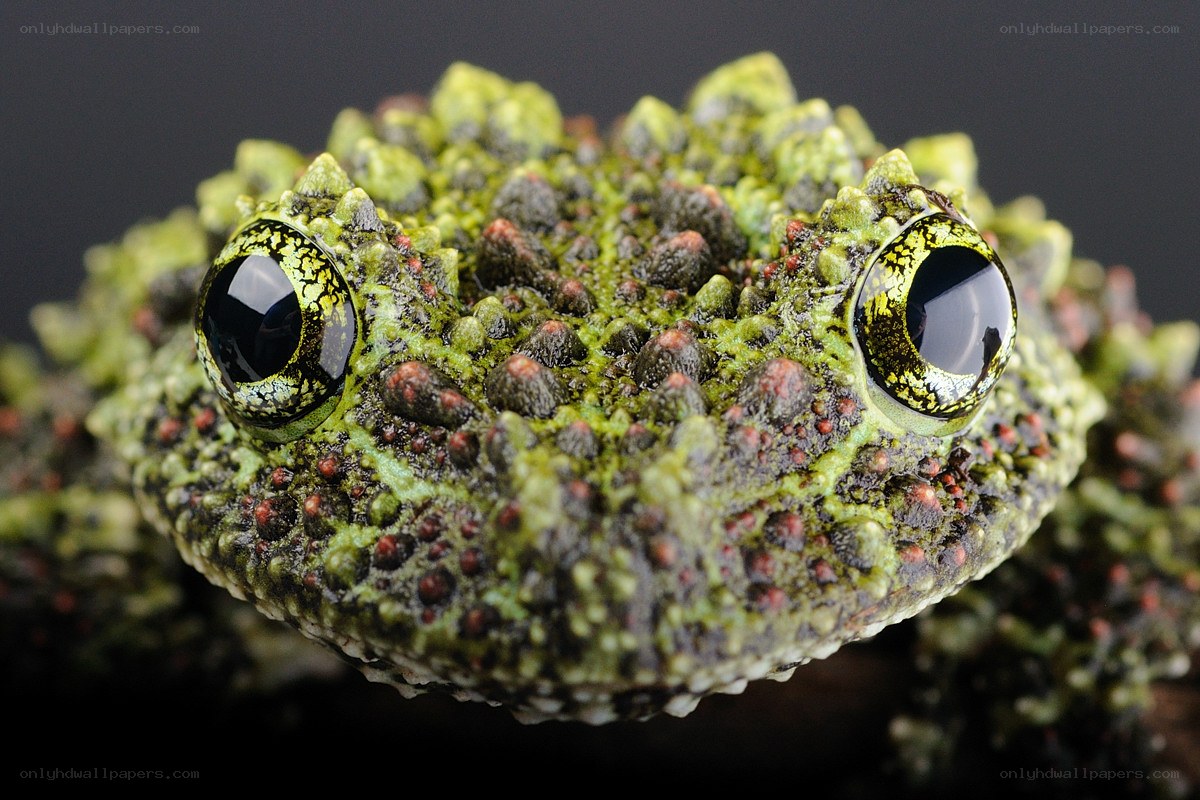 Close-up of a bumpy green frog