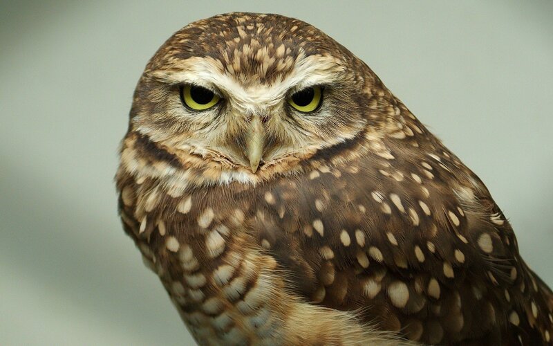 close-up of a burrowing owl