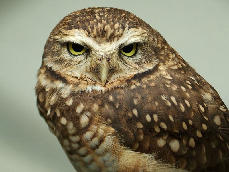 Close-up of a burrowing owl
