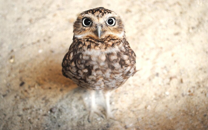 close-up of a burrowing owl