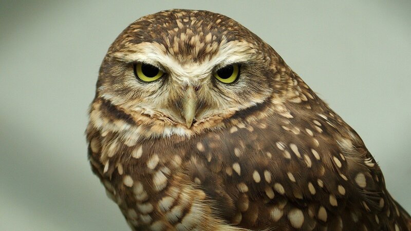 Close-up of a burrowing owl