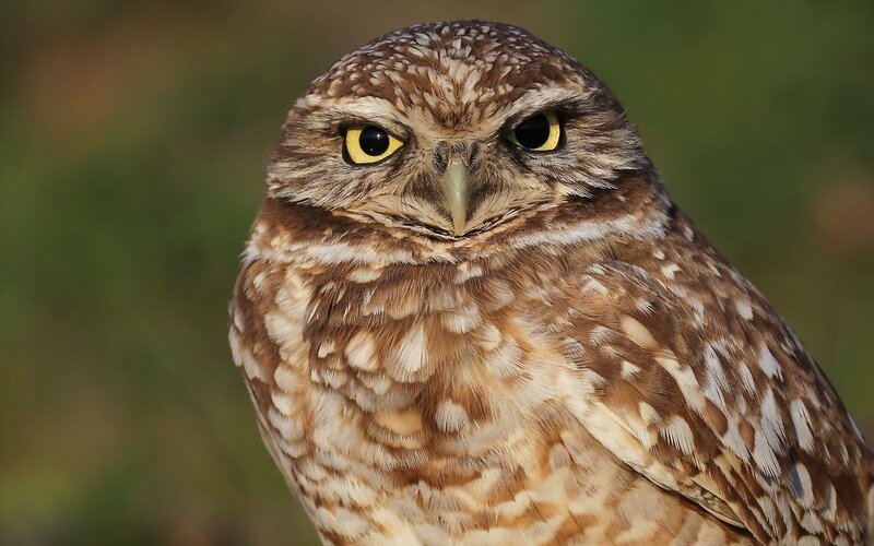 close-up of a burrowing owl