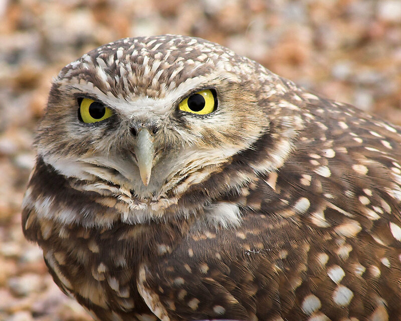 Close-up of a burrowing owl