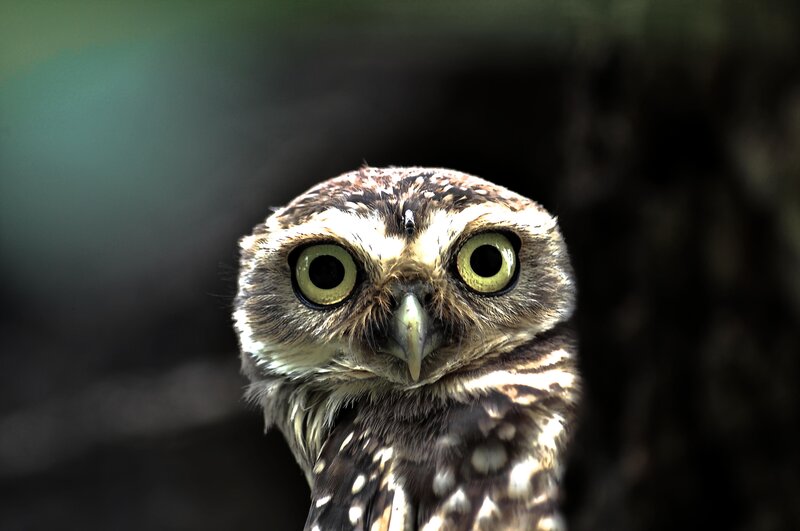 close-up of a burrowing owl