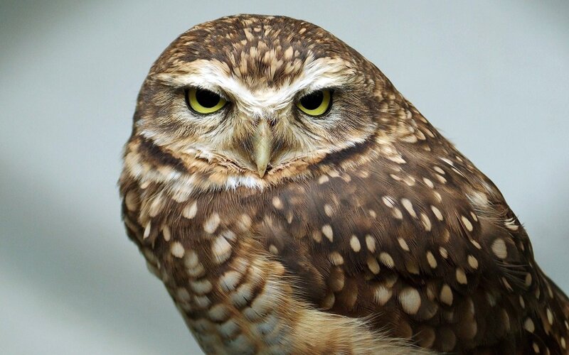 Close-up of a burrowing owl