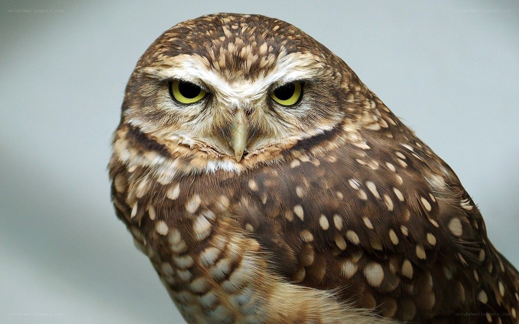 Close-up of a burrowing owl