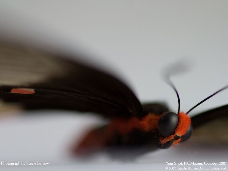 close-up of a butterfly