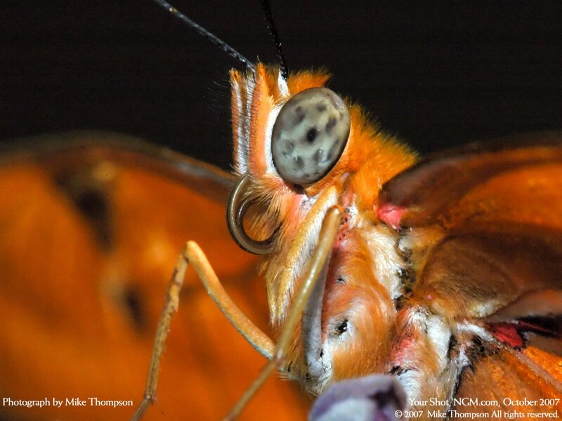 close-up of a butterfly