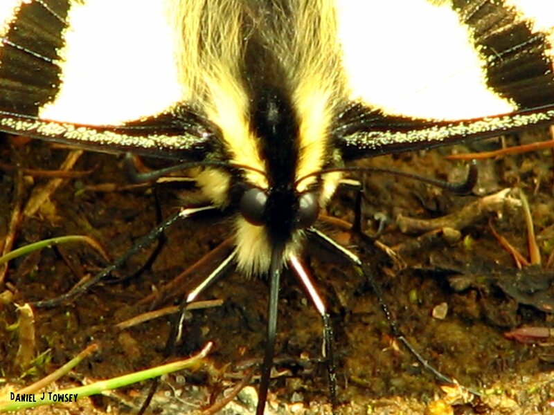 close-up of a butterfly