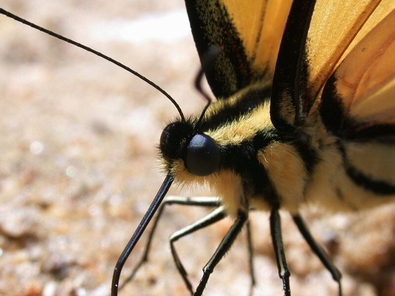 close-up of a butterfly