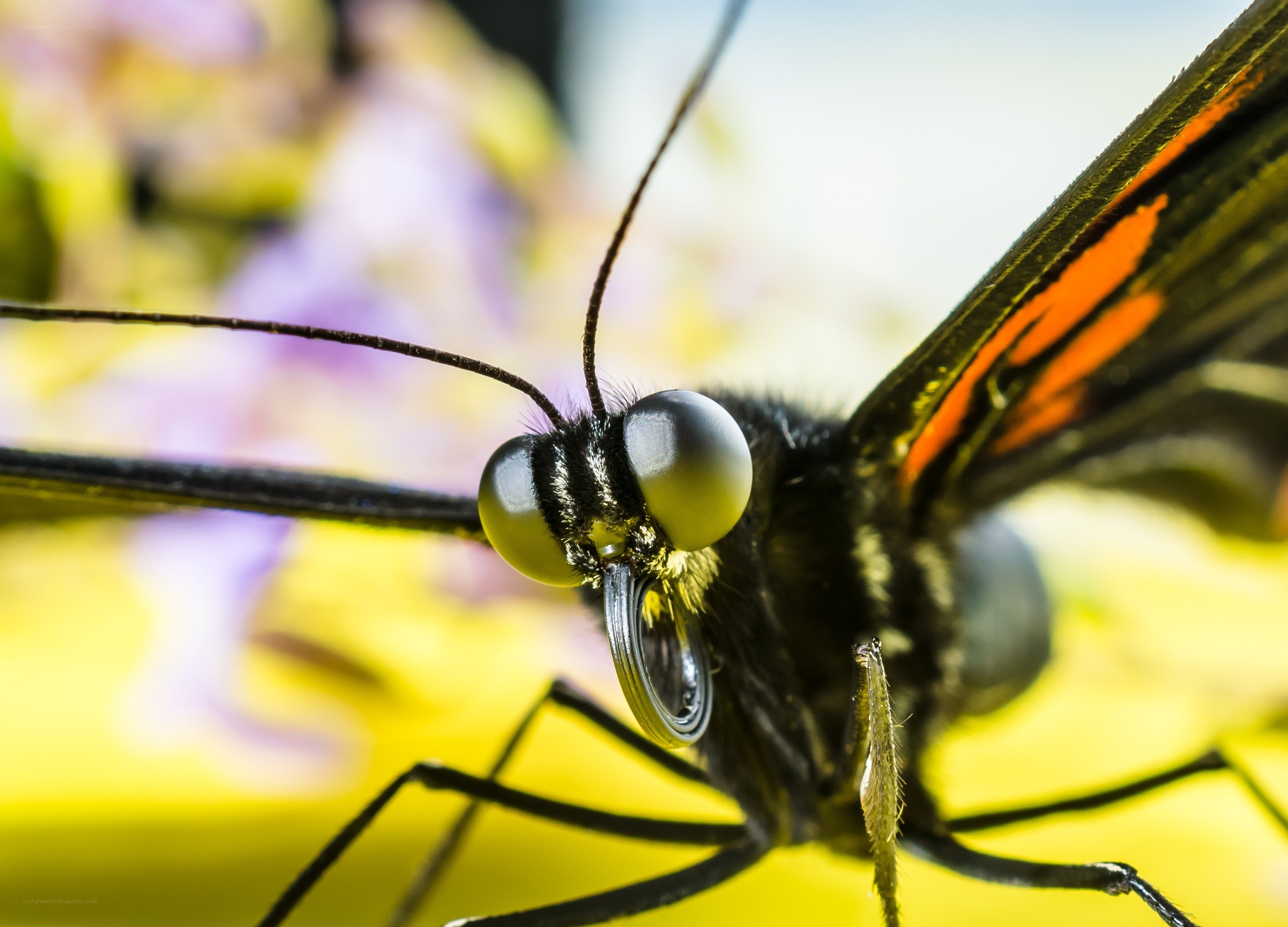 Close-up of a butterfly