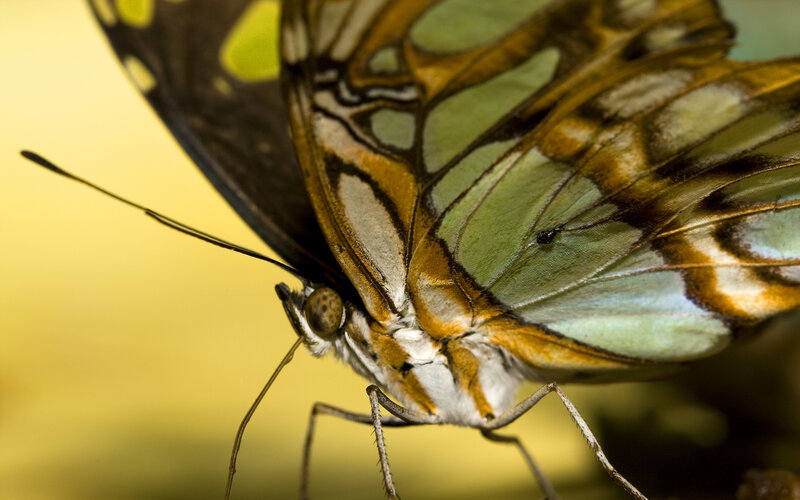 Close-up of a butterfly