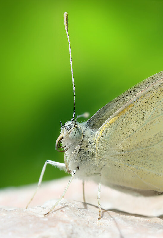 close-up of a butterfly