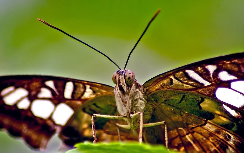 close-up of a butterfly