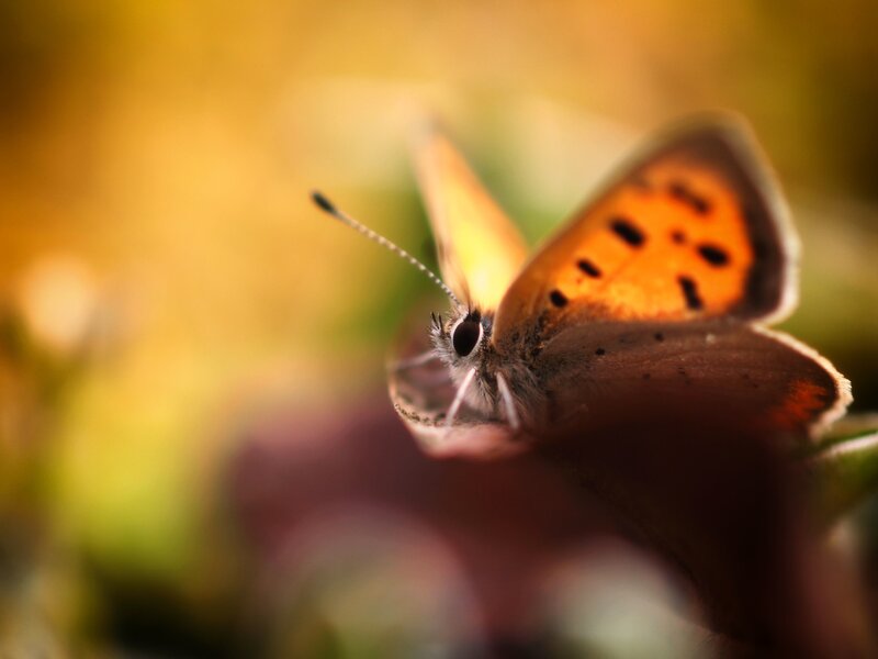 Close-up of a butterfly