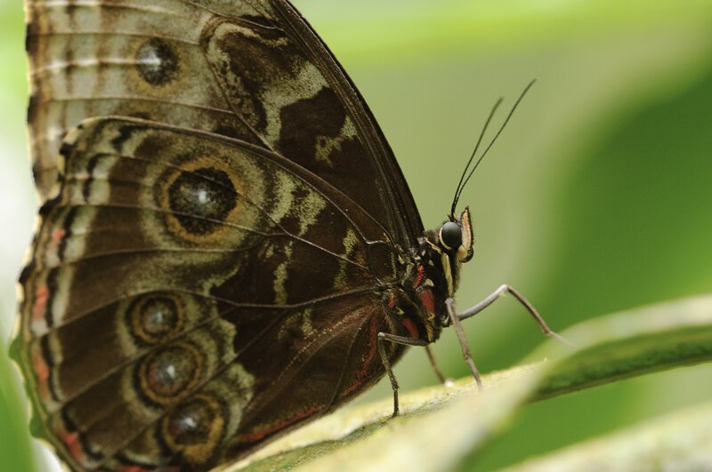 Close-up of a butterfly