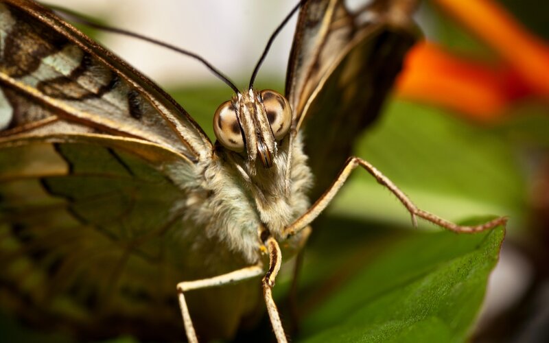 close-up of a butterfly