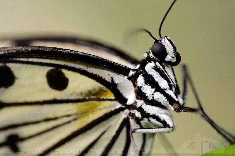 Close-up of a Butterfly — Black