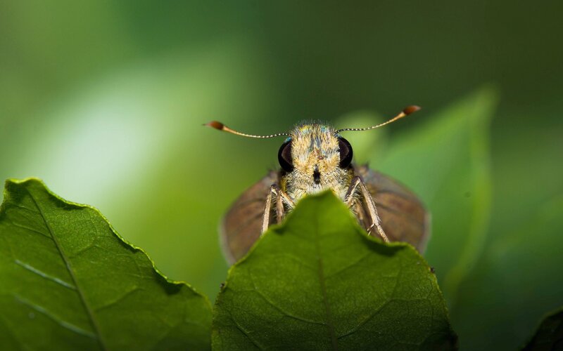 Close-up of a Butterfly — Green, Calm