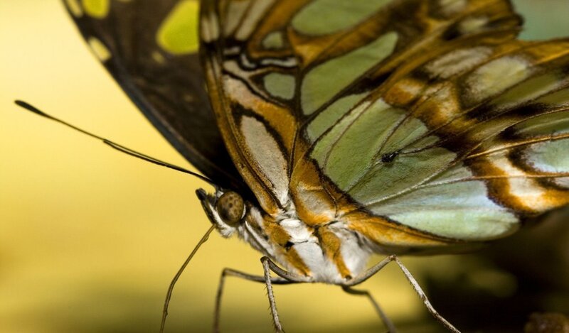 Close-up of a Butterfly — Green