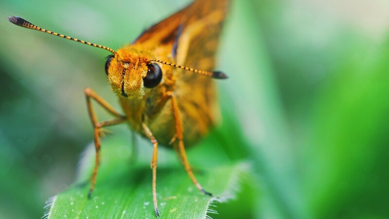 Close-up of a butterfly on a leaf