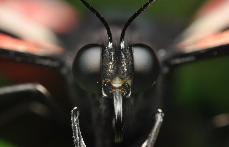 close-up of a butterfly's face
