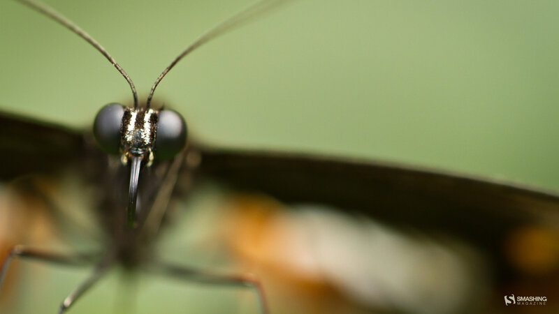close-up of a butterfly's face