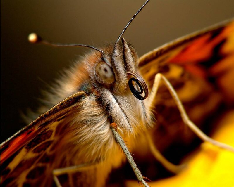 Close-up of a butterfly's head