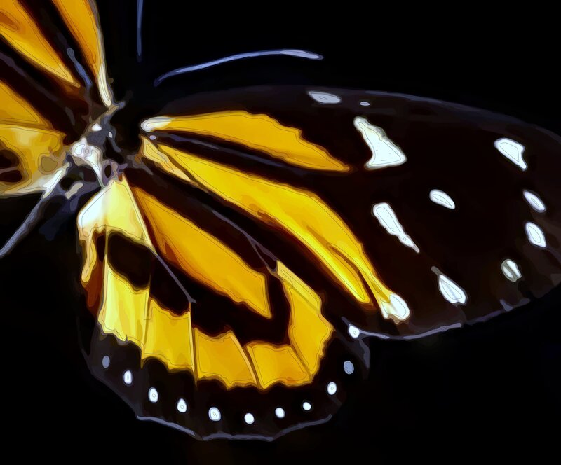 Close-up of a butterfly wing