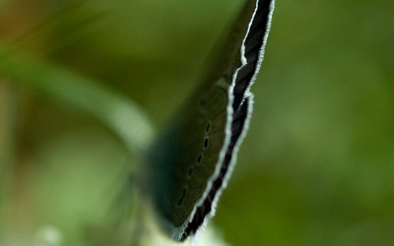 Close-up of a butterfly wing