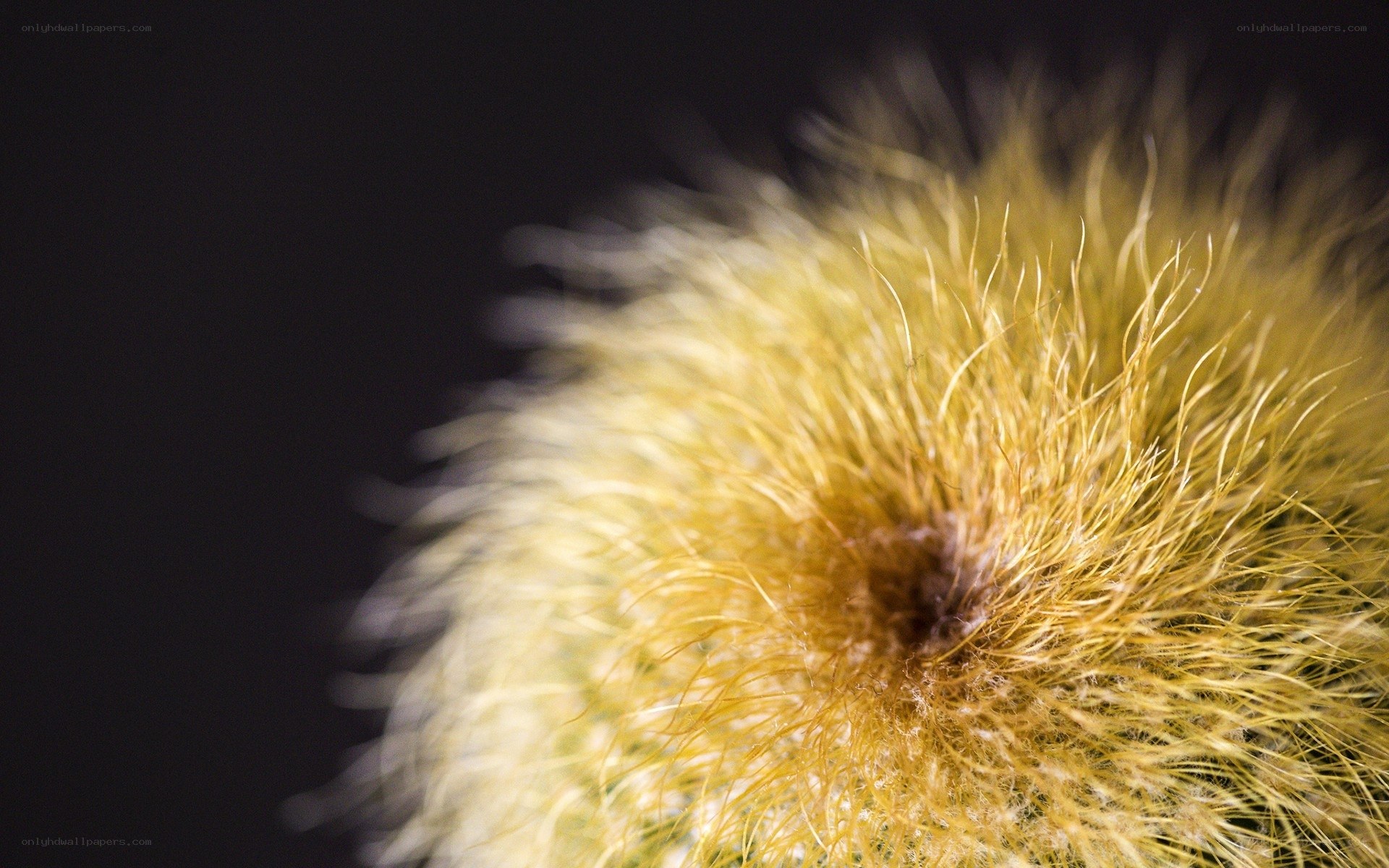 close-up of a cactus