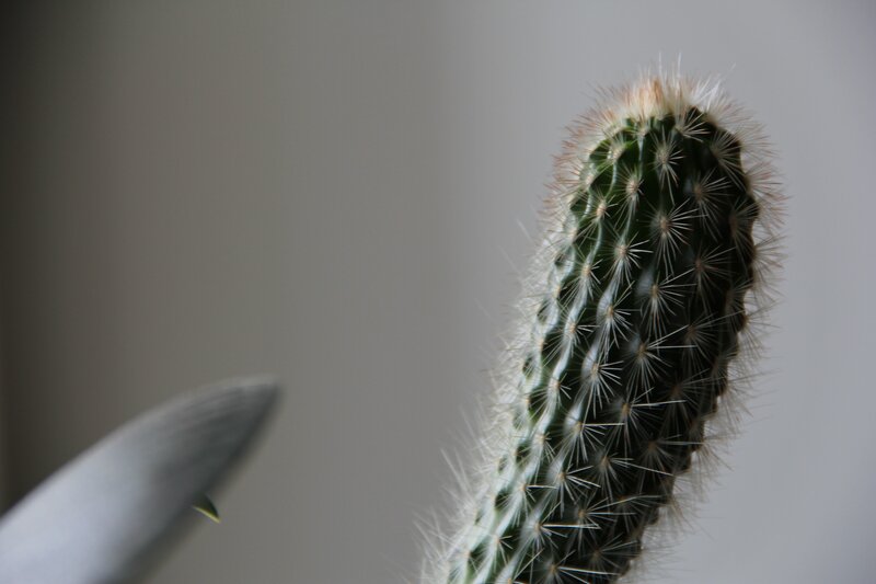 Close-up of a cactus