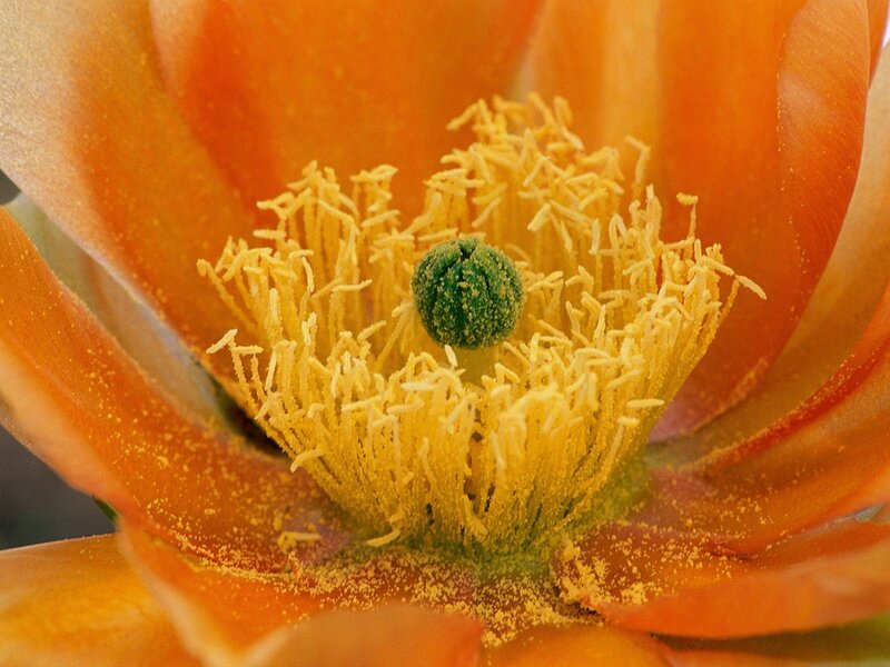 Close-up of a cactus flower