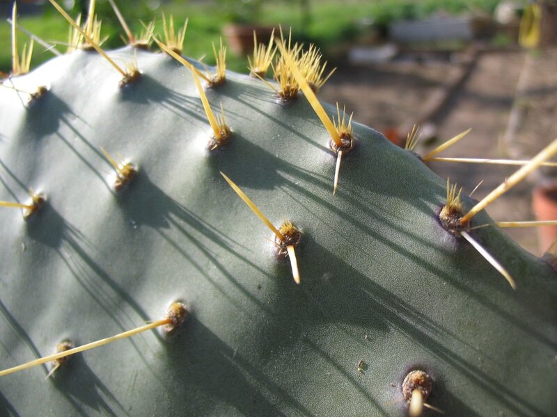Close-up of a cactus pad