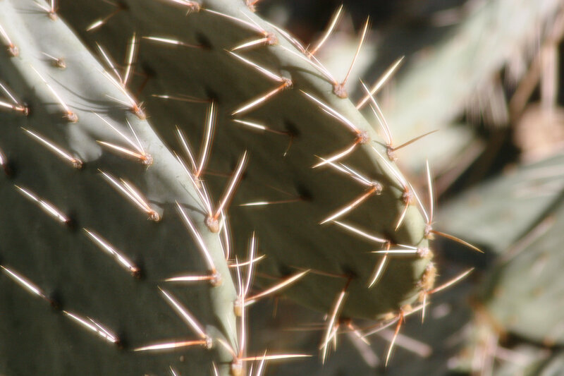 Close-up of a cactus pad
