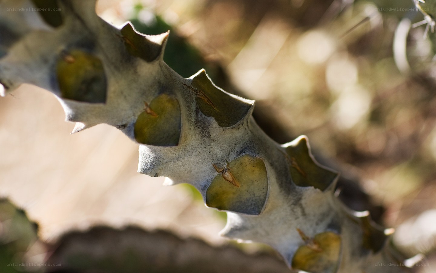 Close-up of a cactus stem