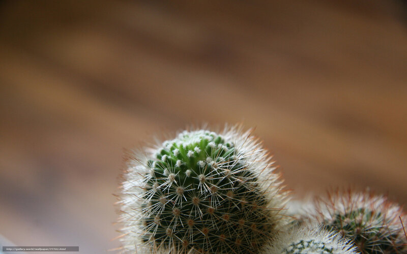 Close-up of a cactus