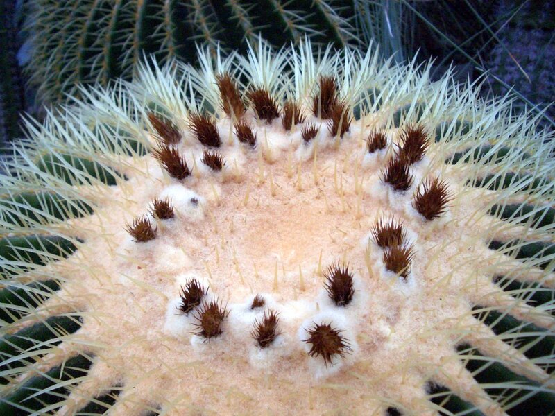 Close-up of a cactus top