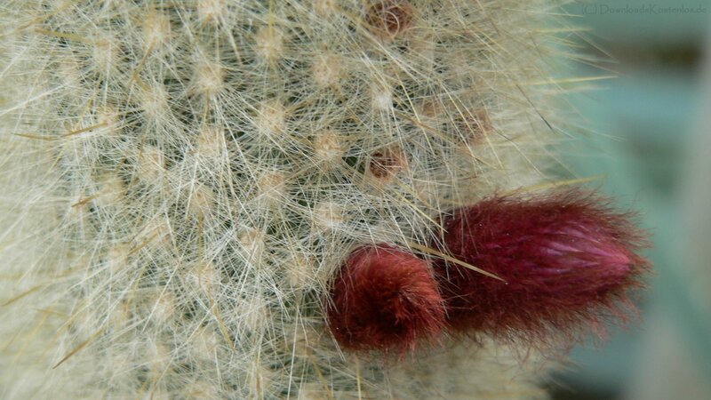 Close-up of a cactus with red buds