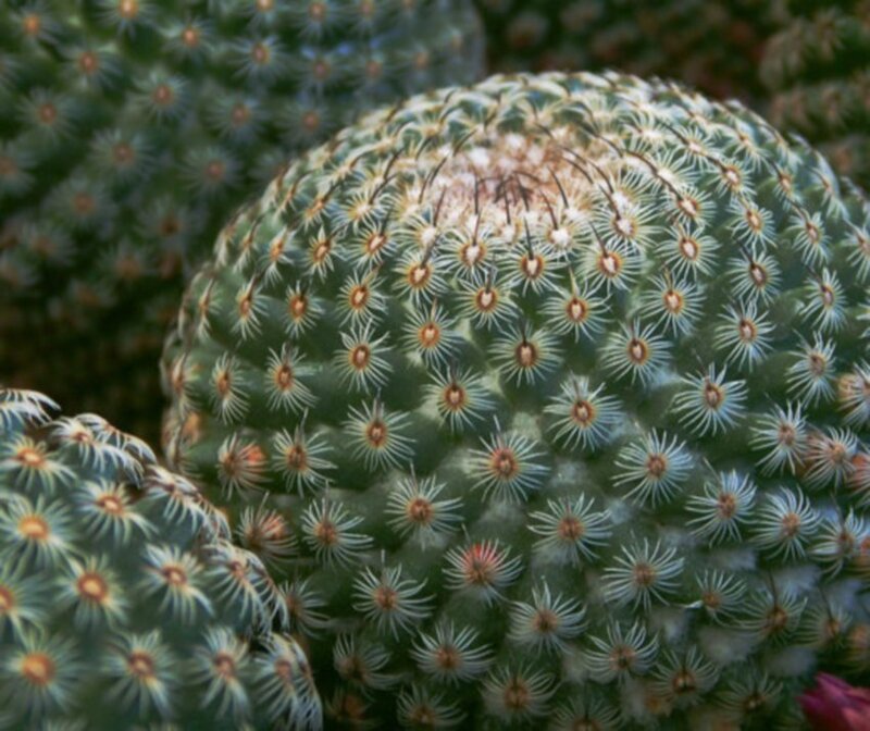 Close-up of a cactus with spines