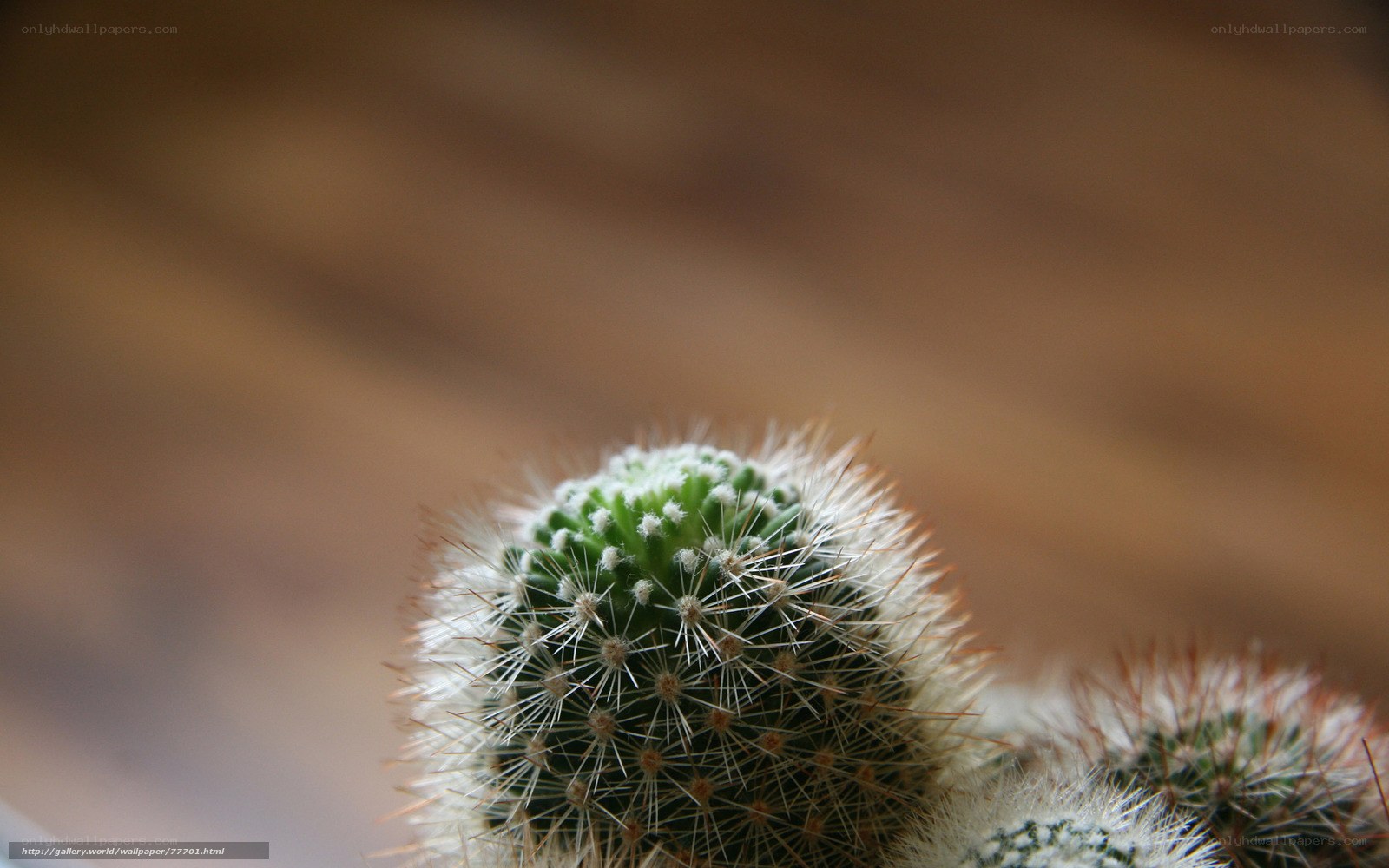 Close-up of a cactus