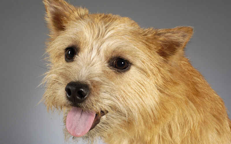 close-up of a cairn terrier