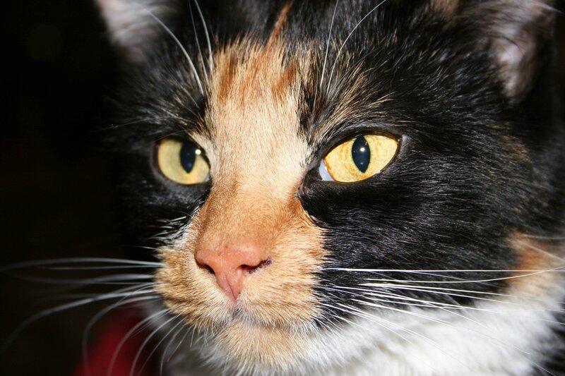 close-up of a calico cat