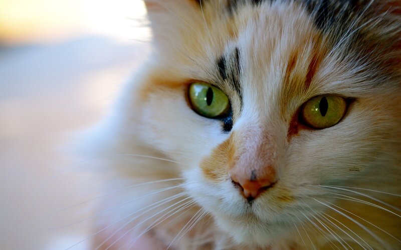 close-up of a calico cat